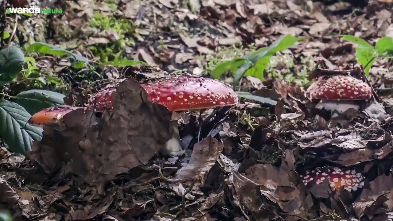 Cantábrico: Los dominios del oso pardo Tráiler (2)