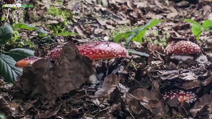 Cantábrico: Los dominios del oso pardo Tráiler (2)