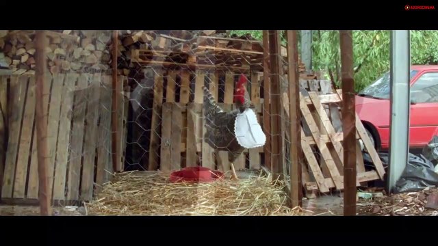 As Mil e Uma Noites Entrevista com o diretor Miguel Gomes