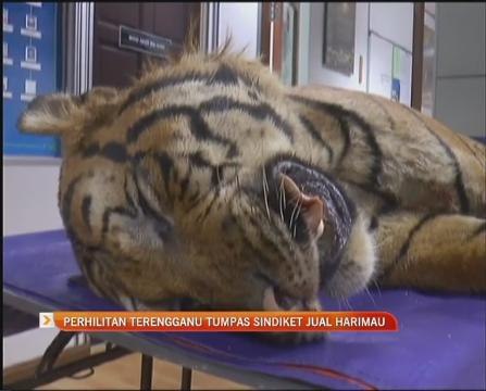 Perhilitan Terengganu tumpas sindiket jual harimau
