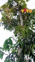 Chùm xoài mọc 'ngang ngược' khiến khổ chủ ngỡ ngàng