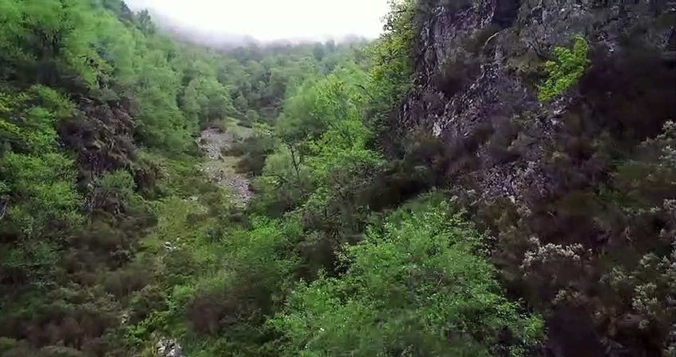Cantábrico: Los dominios del oso pardo Tráiler