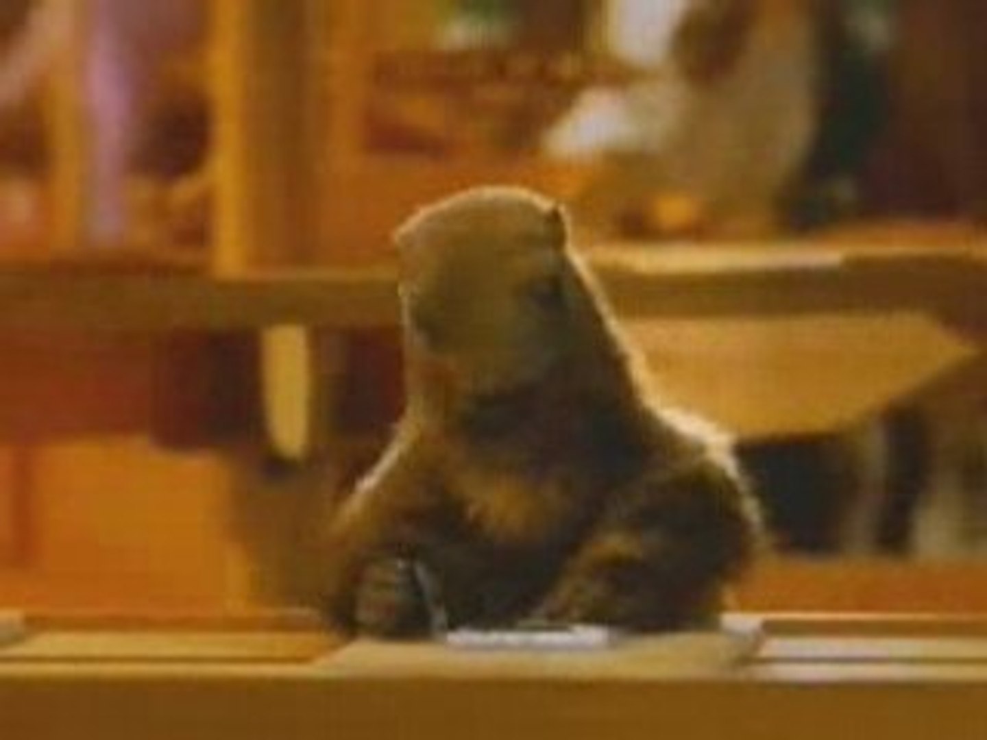 Video Pub Milka La Marmotte Pub Milka Marmotte Public Video Dailymotion