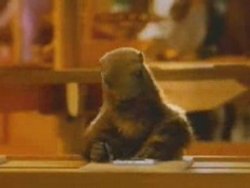 Video Pub Milka - La Marmotte - pub, milka, marmotte, public