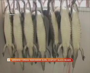 Sarawak tunggu kebenaran buru, eksport buaya muara