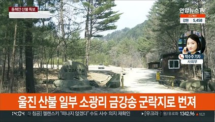 강원 영월 주불 진화…울진, 금강송 군락지로 번져