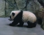 Baby steps for Bei Bei at public debut