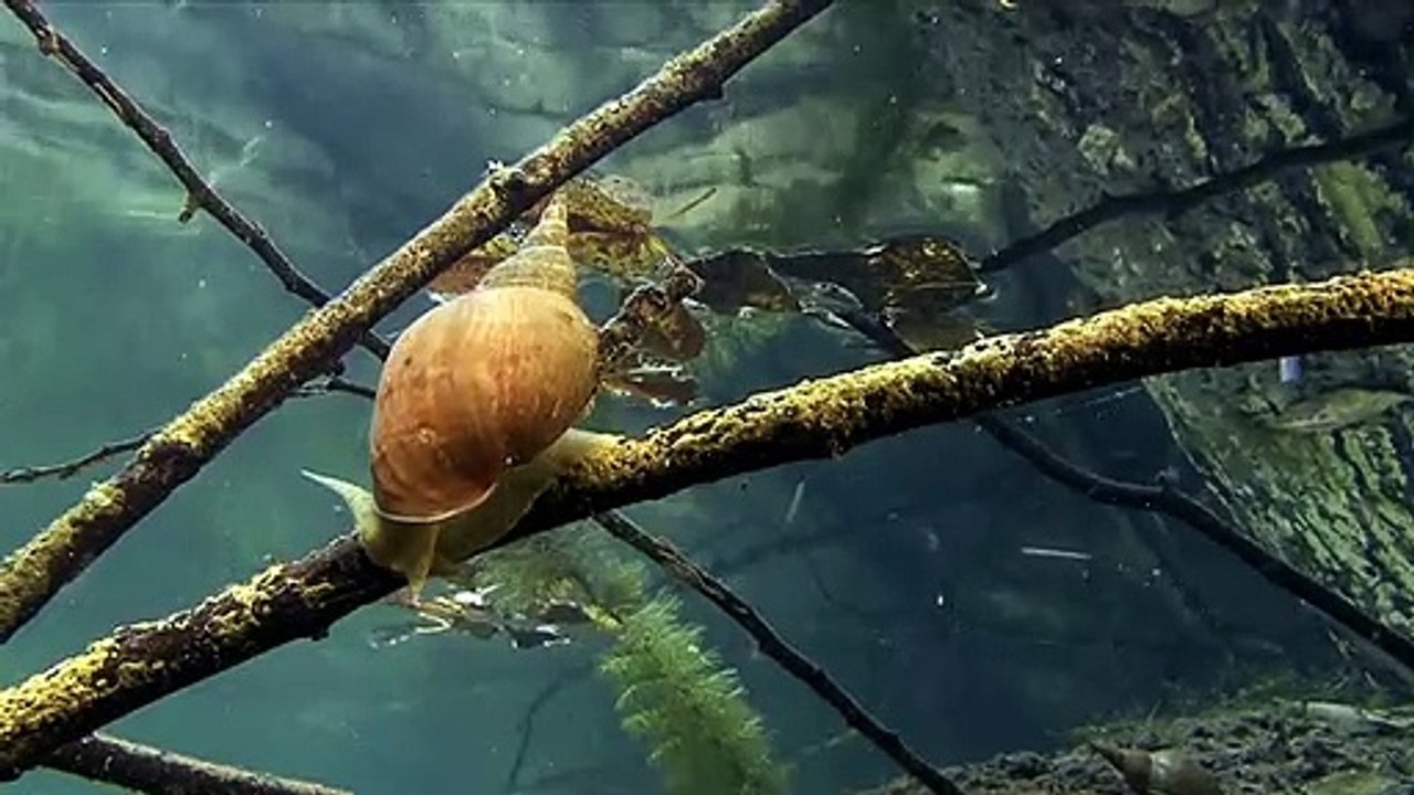 Jungle Trailer Original