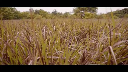 Roots 1ª Temporada Teaser "Livre" Original