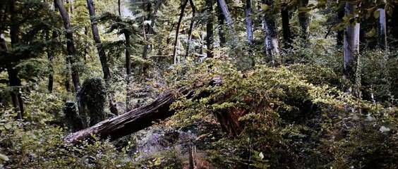 Der Wald Trailer DF
