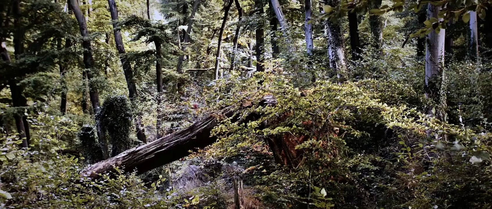 Der Wald Trailer DF