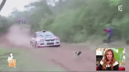 Le zapping du 13/09 : Un chien évite miraculeusement la mort sur un circuit automobile !