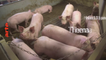Le vrai coût de la viande pas chère : Pauvre cochon, riche affaire (ARTE) la bande-annonce