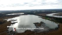 Chasse du gibier d'eau en étang - 05/09/16