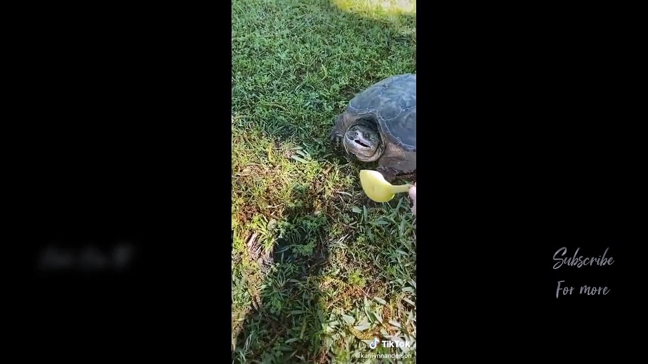 Compilation Funny Moments Caught on Camera 2022