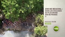 Zoo de Beauval ; dans les coulisses du plus grand zoo de France