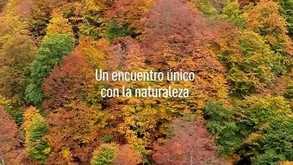 100 días de soledad Tráiler