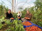 Dünya Emekçi Kadınlar Günü'nü serada domates toplayarak geçiriyorlar