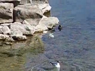 Les oiseaux du Lac Léman