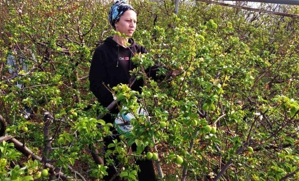 Turfanda örtü altı can erik hasadı başladı: Kilosu 600 TL