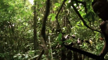 Belo Monte - Um Mundo Onde Tudo é Possível Trailer