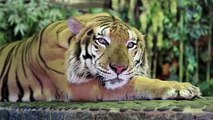 Wild animals video : tiger, elephant, monkey, lion, zebra and others