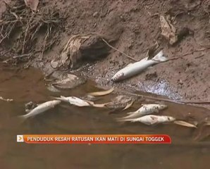Penduduk resah ratusan ikan mati di Sungai Togek
