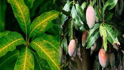 Mango Leaves के ये फायदे Skin और Hairs के लिए है लाजवाब, जानकर हो जाएंगे दंग | Boldsky