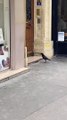 Un corbeau tente de piquer un rat à Paris