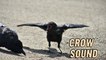 Crow Bird Crowing Sound Video By Kingdom Of Awais