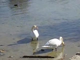 Les oiseaux du Lac Léman