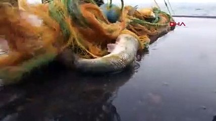 İnci kefalinden bu kez güzel haber