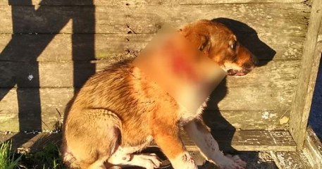 ESKİ FABRİKA ARAZİSİNDEKİ ONLARCA KÖPEK MAHALLELİYİ TEDİRGİN EDİYOR