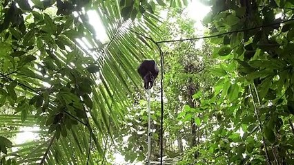 Coros do Anoitecer Trailer Original