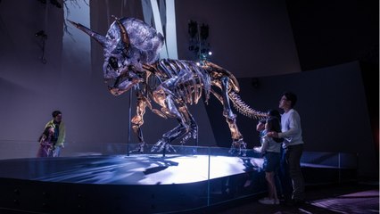Un musée australien dévoile le squelette de tricératops le plus complet connu