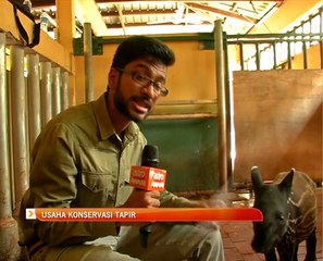 Usaha konservasi tapir