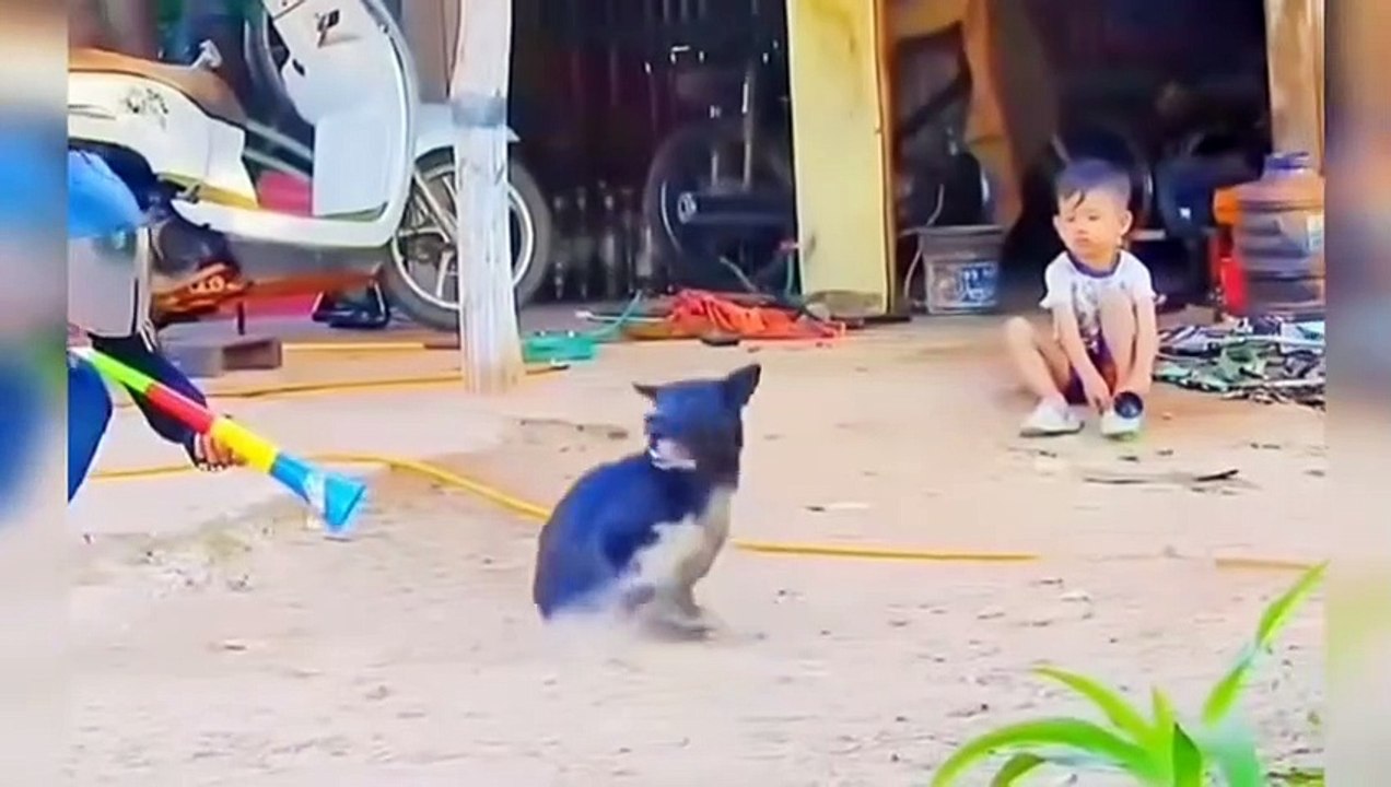 Funny monkey compilation funny animal videos