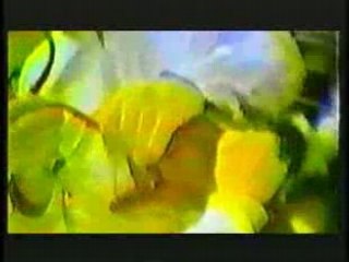 Los Fastidios - Animal liberation