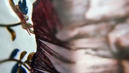 The Alienist Trailer (3) Original