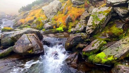 WATER FLOWING THROUGH THE FOREST