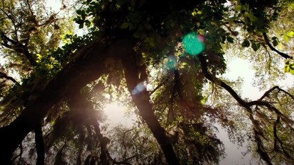 Daisy Winters Trailer Original