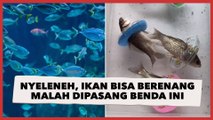 Nyeleneh, Ikan Bisa Berenang Malah Dipasang Benda Ini, Langsung Tuai Reaksi Publik