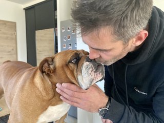 Henny le bouledogue anglais champion au Salon de l'Agriculture