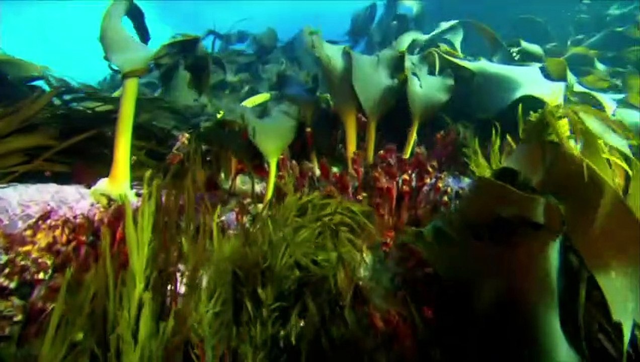 Sharkwater Trailer Original