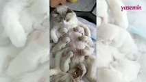 Yedi yavrusunu birden besleyen bir anne kedi