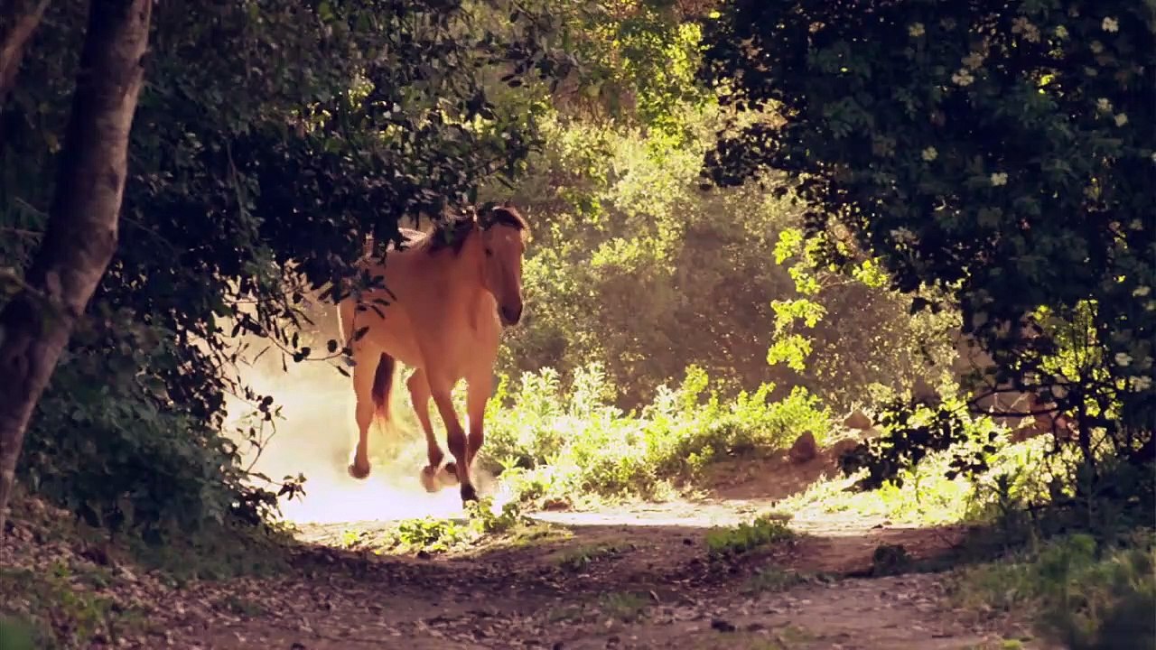 Wild Mustang Trailer DF