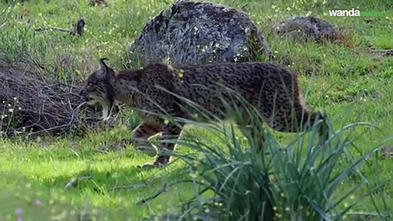 Dehesa, el escondite del lince Tráiler (2)