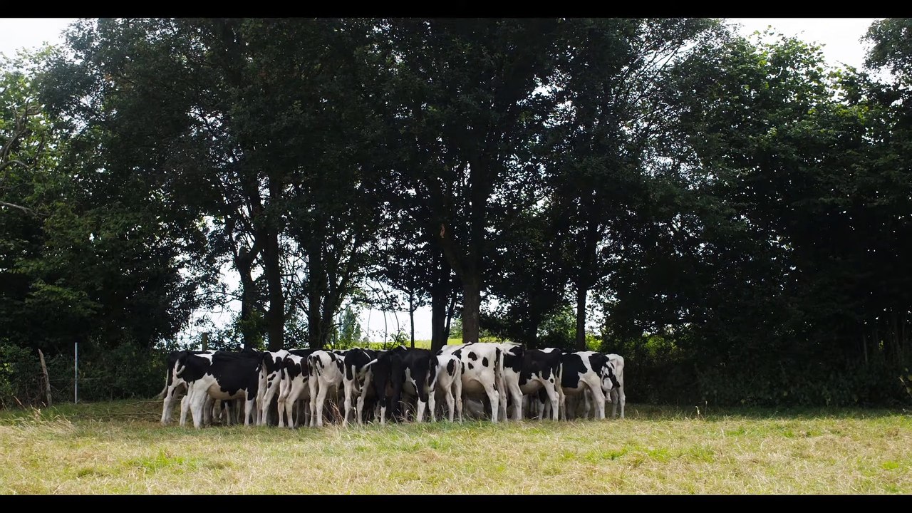 Cow Movie