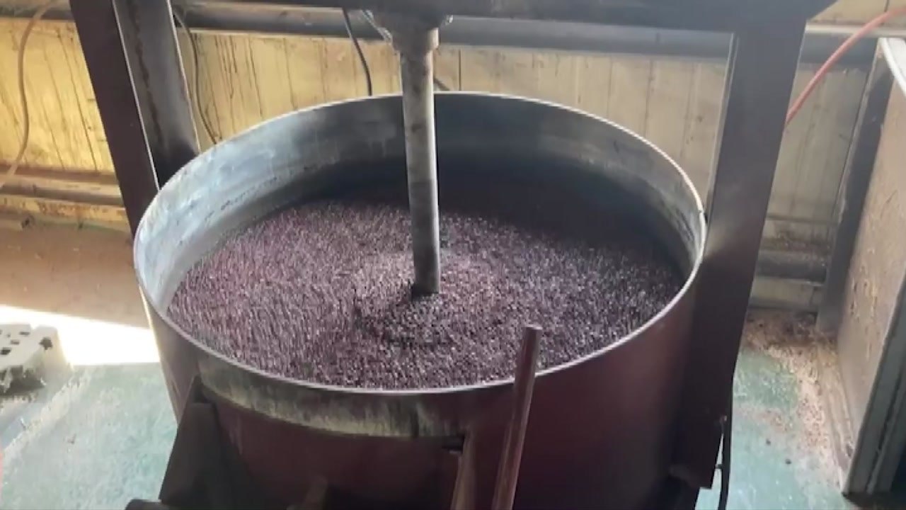 [서울] 불면증 좋다는 산조인 '가짜' 유통한 업체 6곳 적발 / YTN