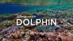 Delfines: La vida en el arrecife Tráiler VO